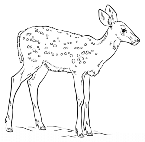 Fawn From White Tailed Deers Coloring Page